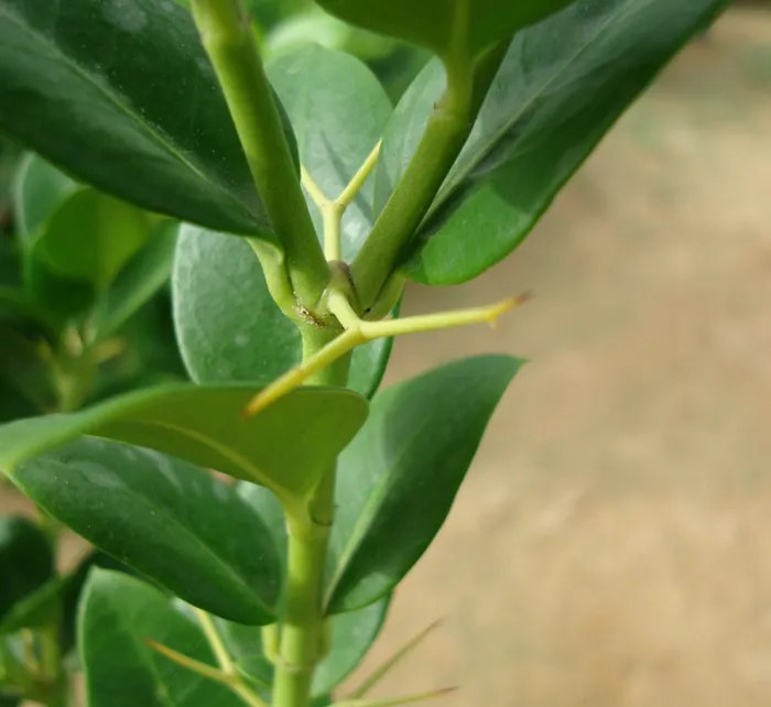 Carissa Grandiflora “Prostrata Natal Plum”