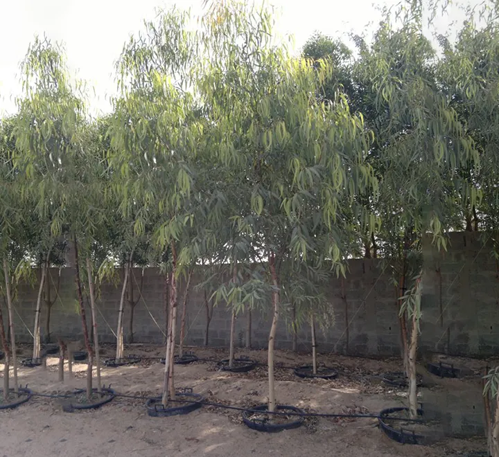 Eucalyptus