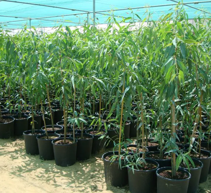Eucalyptus - Image 3
