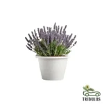 Lavender - Lavandula Dentata