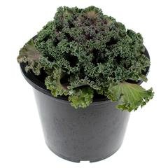 Kale Plant