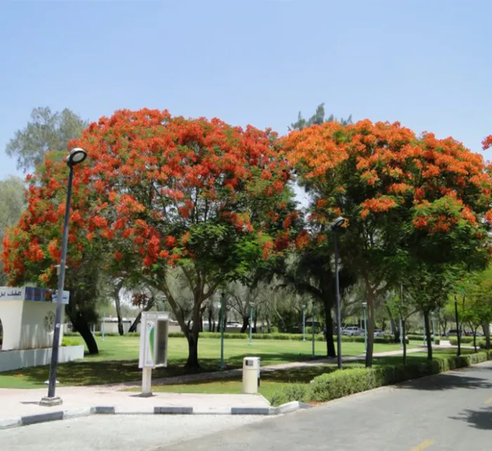 Delonix Regia, Flame Tree or Royal Poinciana - Image 5