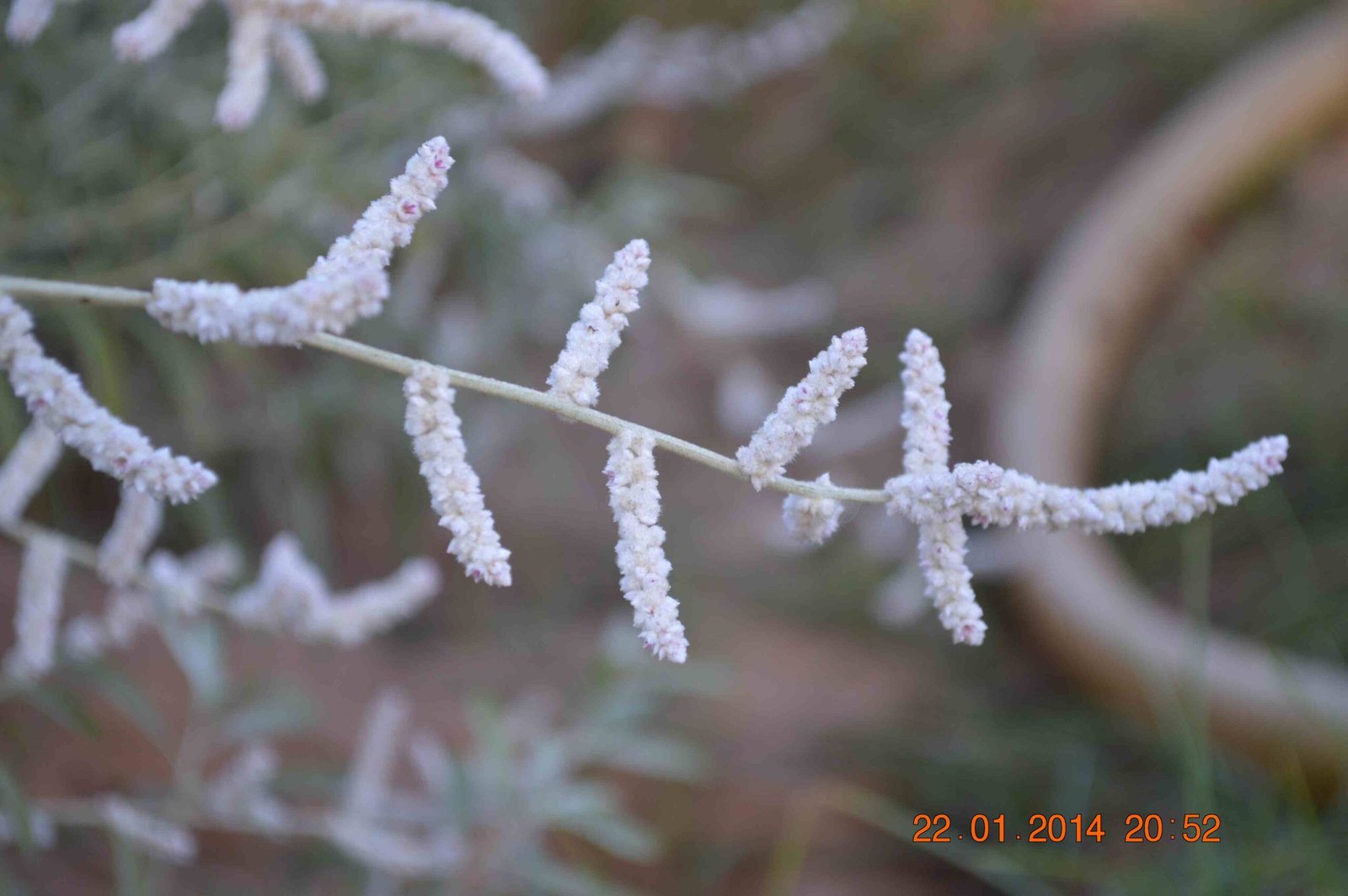 Aerva javanica (Kapok Bush)