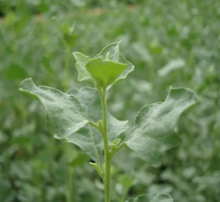 Atriplex Halimus Or Salt Bush