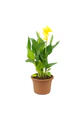 Canna Lily Yellow - Canna Indica
