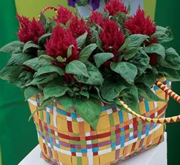 Celosia Plumosa Or Silver Cock’s comb