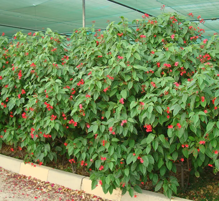 Jatropha integerrima (Peregrina, Firecracker Jatropha) - Image 3
