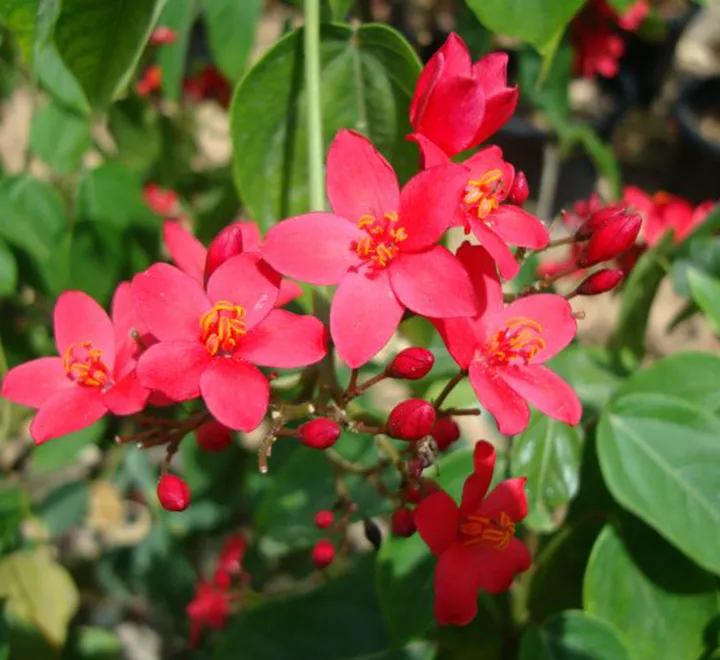 Jatropha integerrima (Peregrina, Firecracker Jatropha)