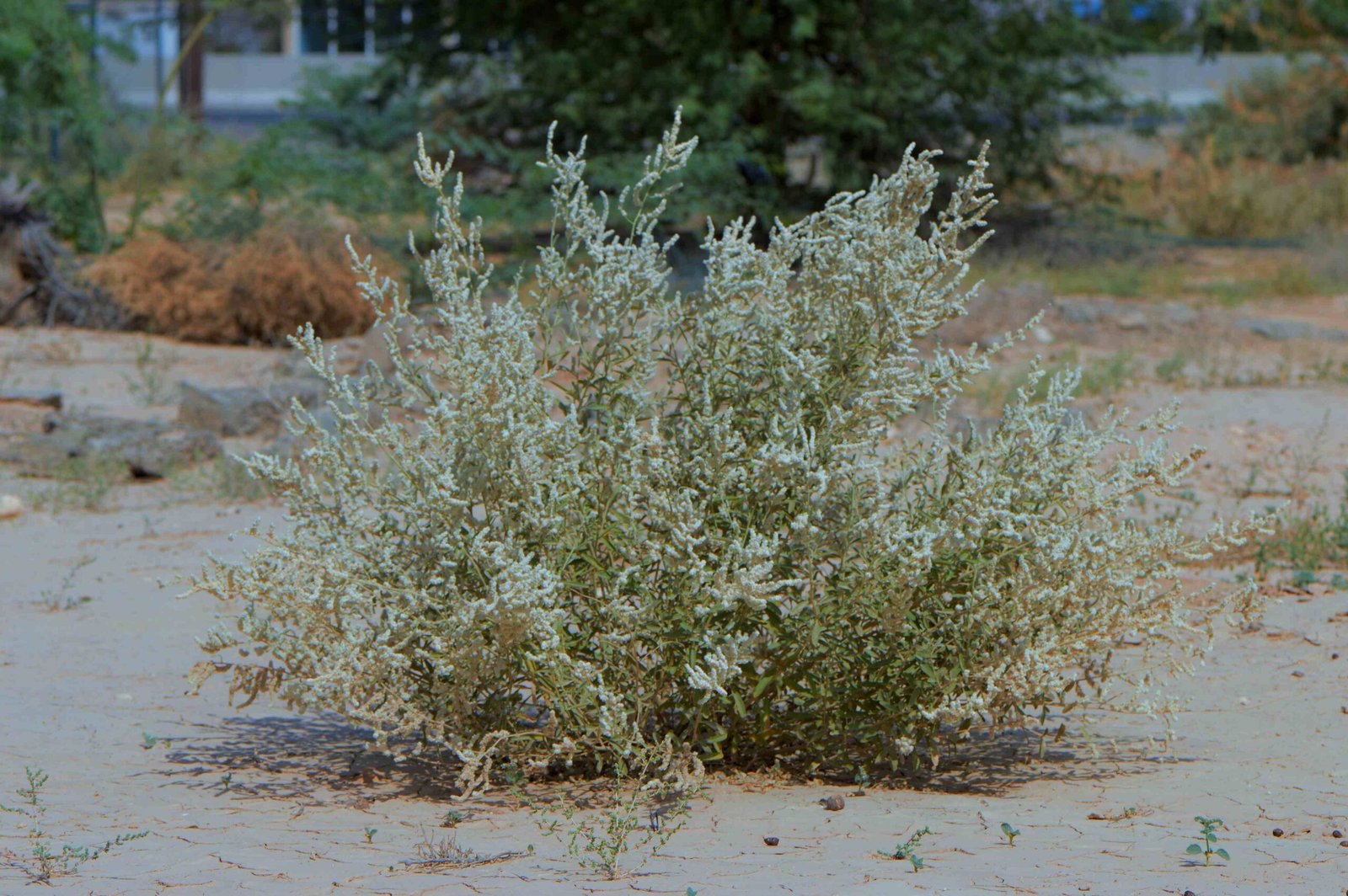 Aerva javanica (Kapok Bush) - Image 4
