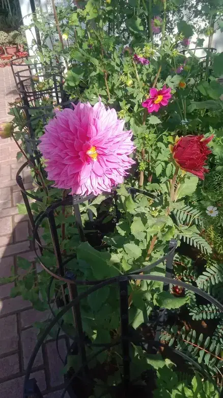 Dahlia Plant