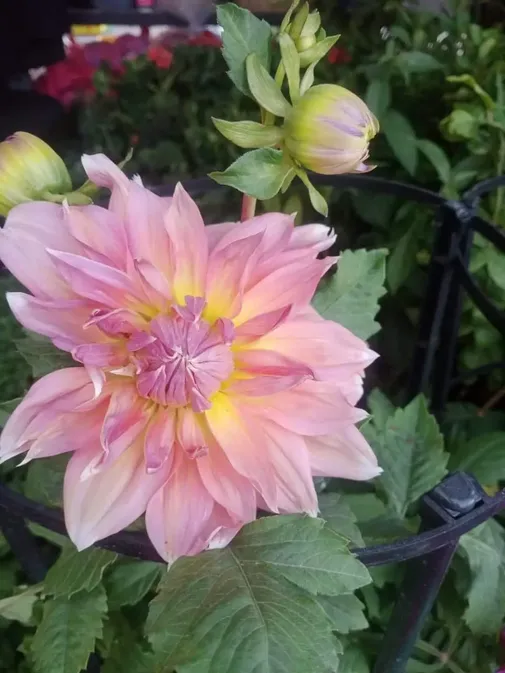 Dahlia Plant - Image 4