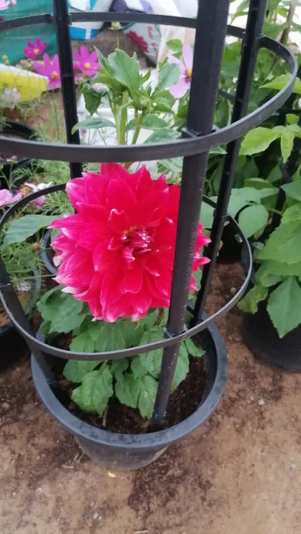 Dahlia Plant - Image 5