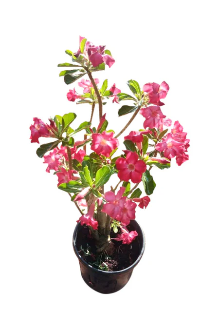 Desert Rose - Adenium Obesum