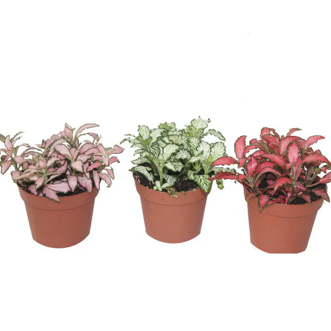 Fittonia - The Nerve Plant