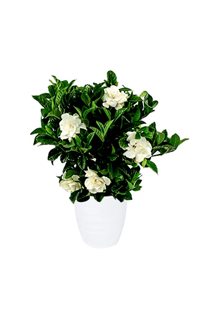 Gardenia - Cape Jasmine