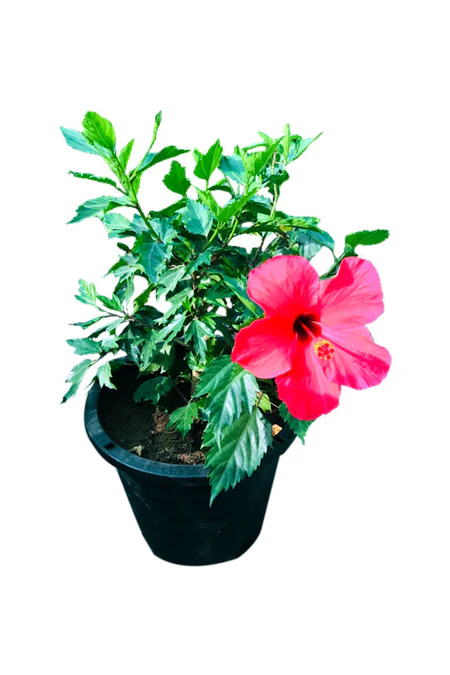Hibiscus - Malvaceae