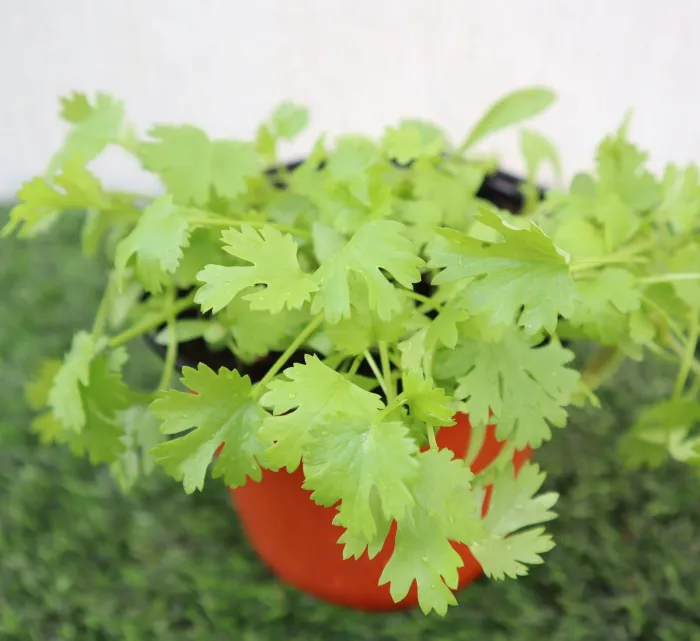 Coriander Plant