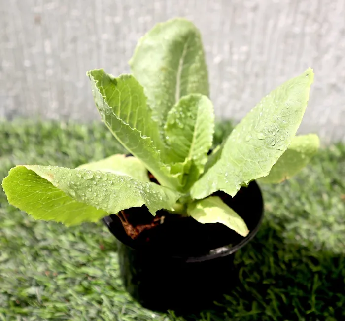 Lettuce “Lactuca”