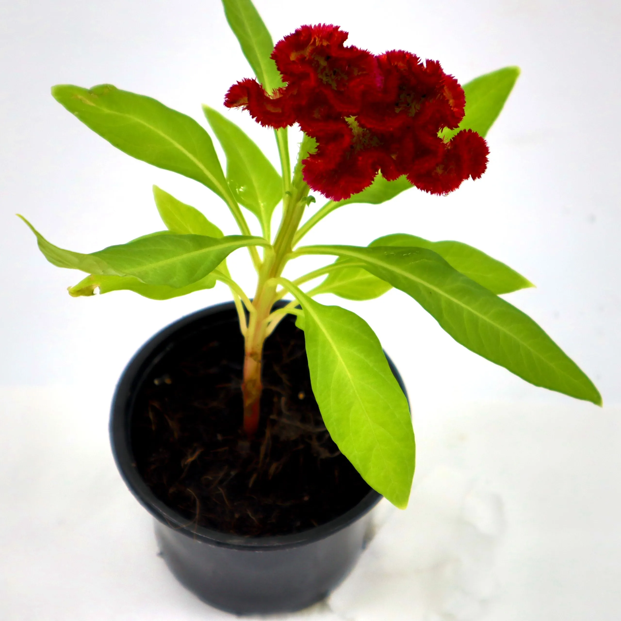Celosia Plumosa Or Silver Cock’s comb - Image 4
