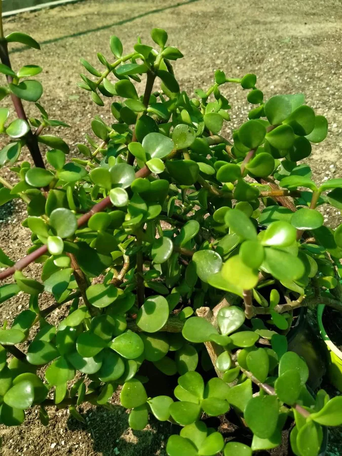Jade Plant - Crassula Ovata