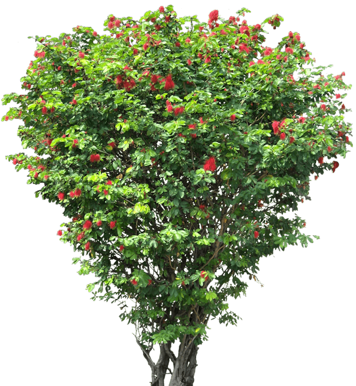 Jatropha integerrima (Peregrina, Firecracker Jatropha) - Image 4