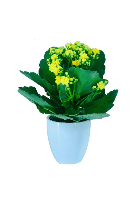 Widow 's thrill - Kalanchoe