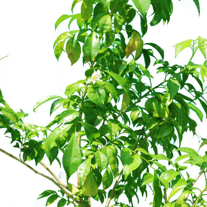 Murraya Paniculata - Orange Jasmine - Image 3