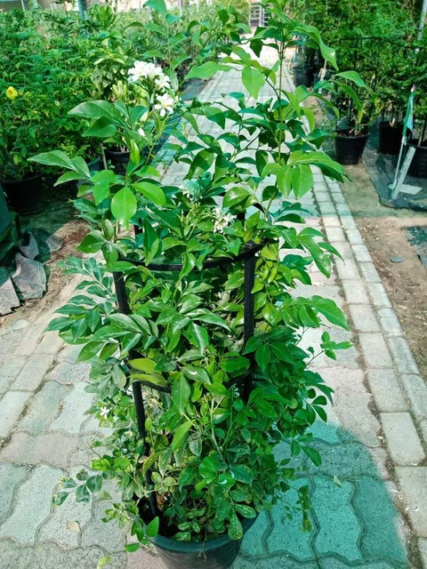 Murraya Paniculata - Orange Jasmine - Image 4