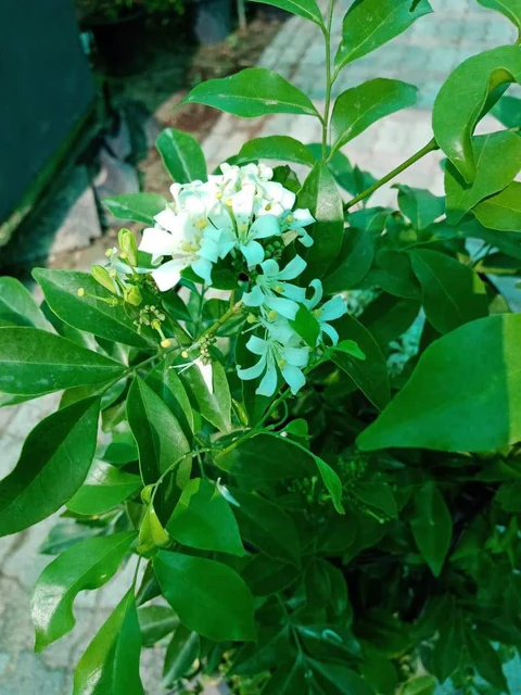 Murraya Paniculata - Orange Jasmine