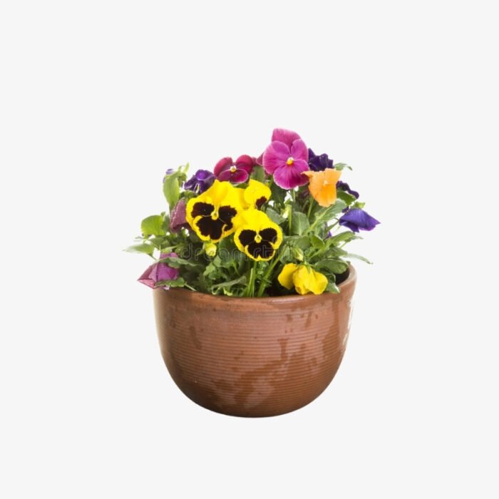 Pansy Plant