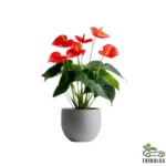 Anthurium - Flamingo Flower