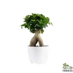 Ginseng Bonsai - Bonsai Plants