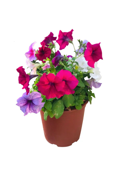 Petunia