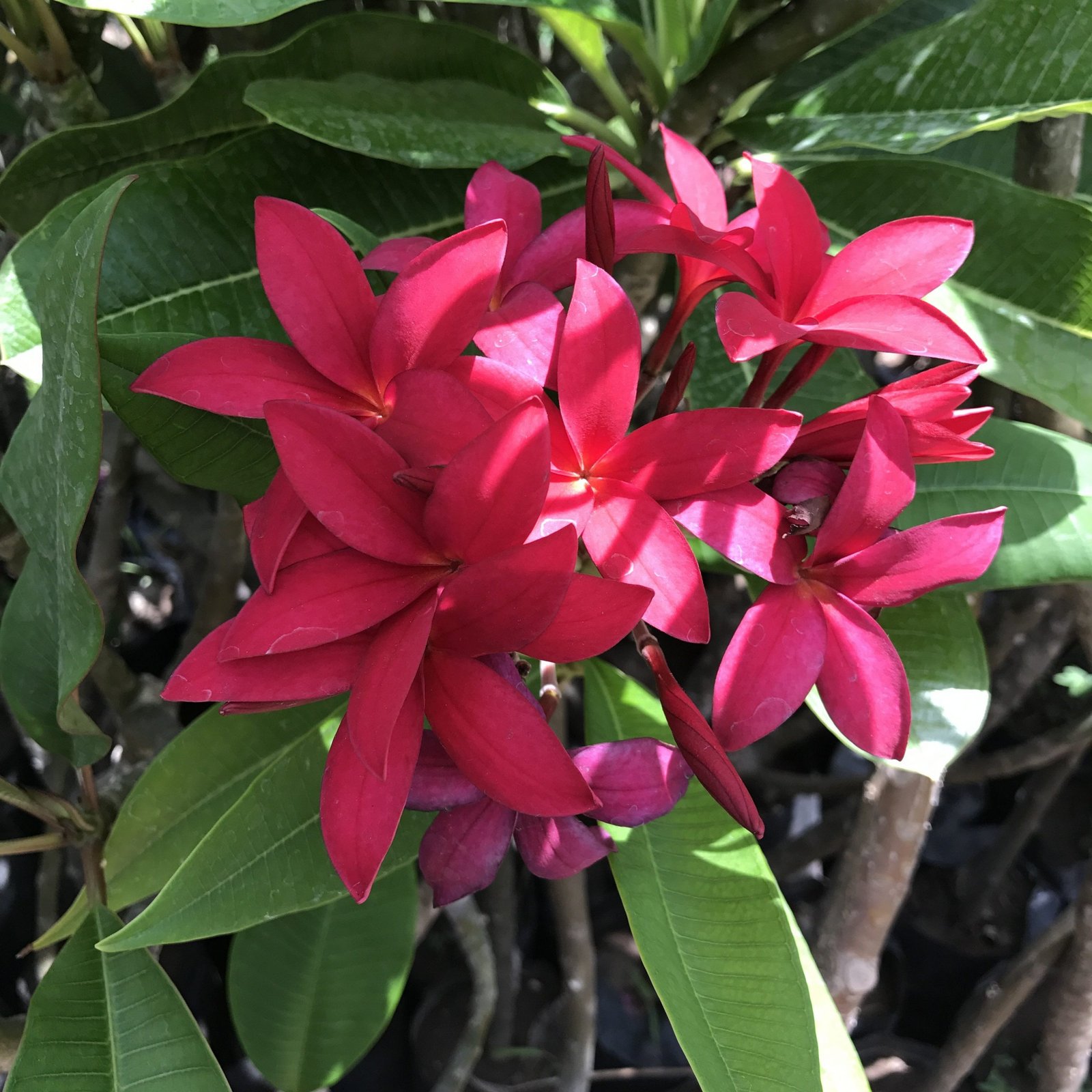 Plumeria red - Plumeria rubra