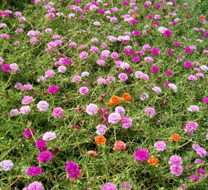 Portulaca Grandiflora | Rose Moss | 9cm pot