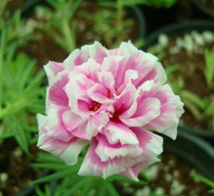 Portulaca Grandiflora | Rose Moss | 9cm pot - Image 4