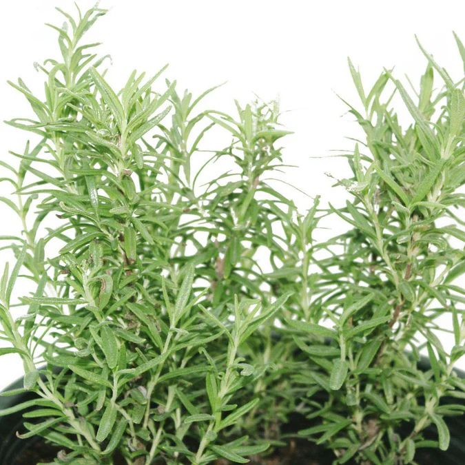 Rosemary - Salvia Rosmarinus