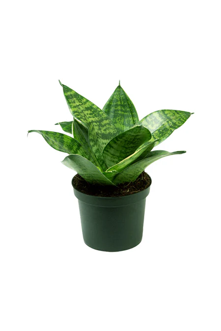 Sansevieria Mini - Dracaena Trifasciata - Image 3