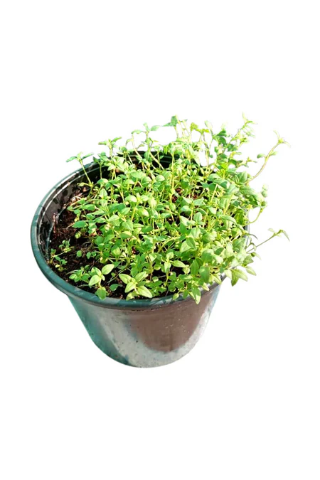 Thyme - Thymus Vulgaris