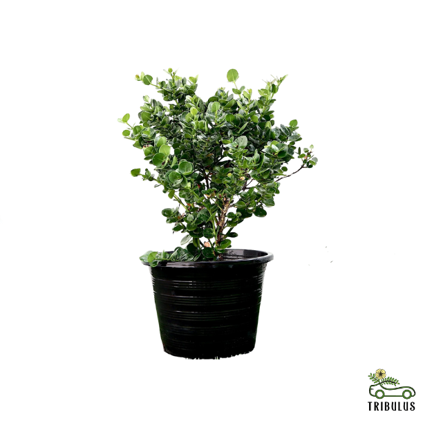 Carissa Grandiflora “Prostrata Natal Plum”