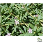 Sesuvium Portulacastrum or Shoreline seapurslane