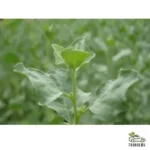 Atriplex Halimus Or Salt Bush