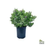 Leucophyllum frutescens(Texas Sage)