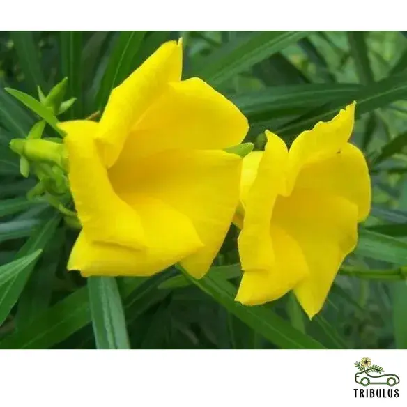 Thevetia peruviana | Cascabela Thevetia
