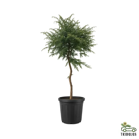 Gum Arabic Tree ( Vachellia Nilotica ) – Acacia Arabica