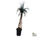 Bamboo Saccharum (Dendrocalamus strictus or Sweet Bamboo)