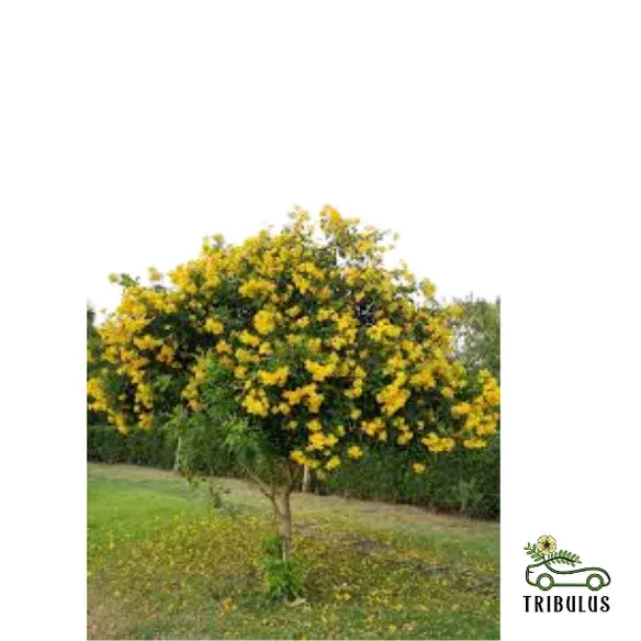 Tecoma stans