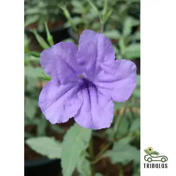 Ruellia Ciliosa or Wild Petunia