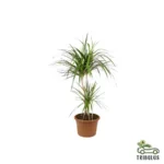 Branched Dracaena