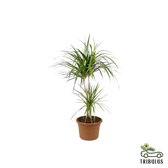 Branched Dracaena